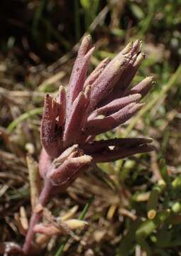 Image of Pt. Reyes bird's-beak