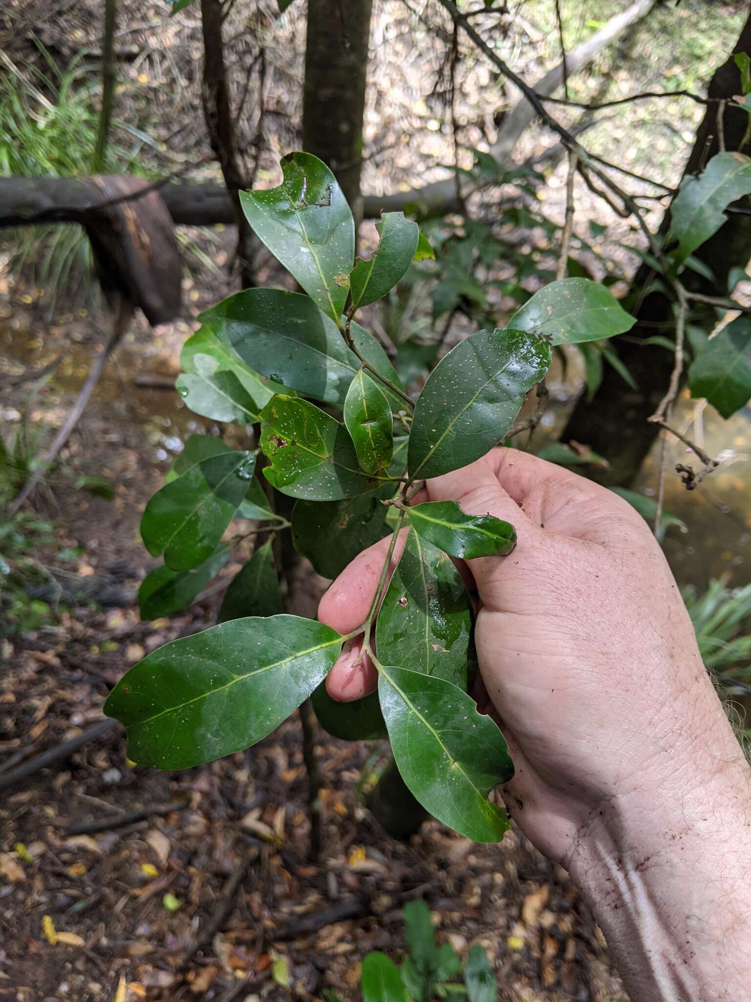 Image de Endiandra discolor Benth.