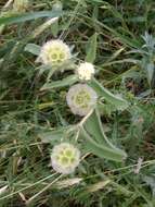 Image of Lomelosia prolifera (L.) W. Greuter & Burdet