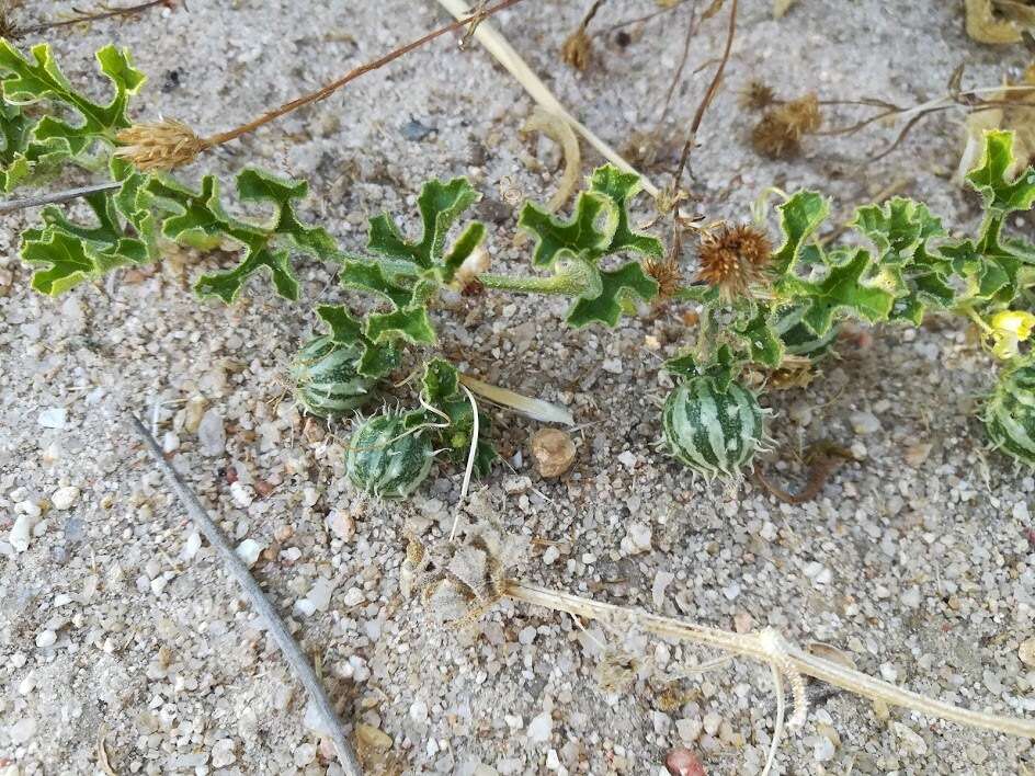 Imagem de Cucumis myriocarpus Naudin