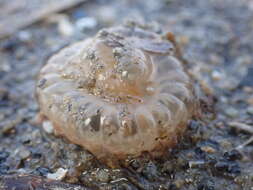 Image of giant burrowing anemone