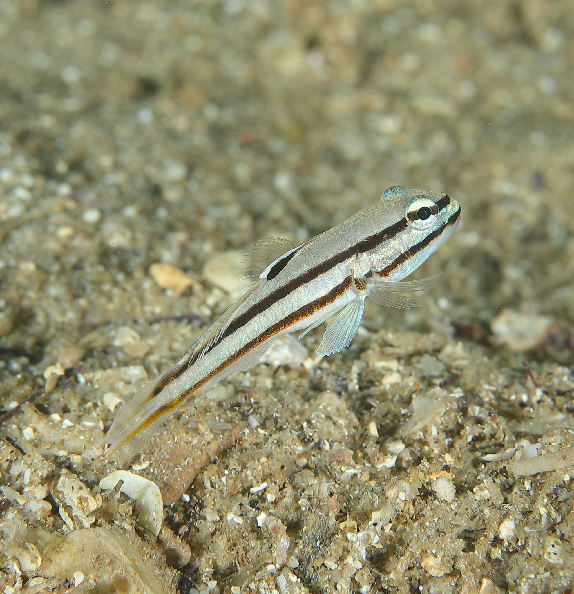 Image of Twostripe goby