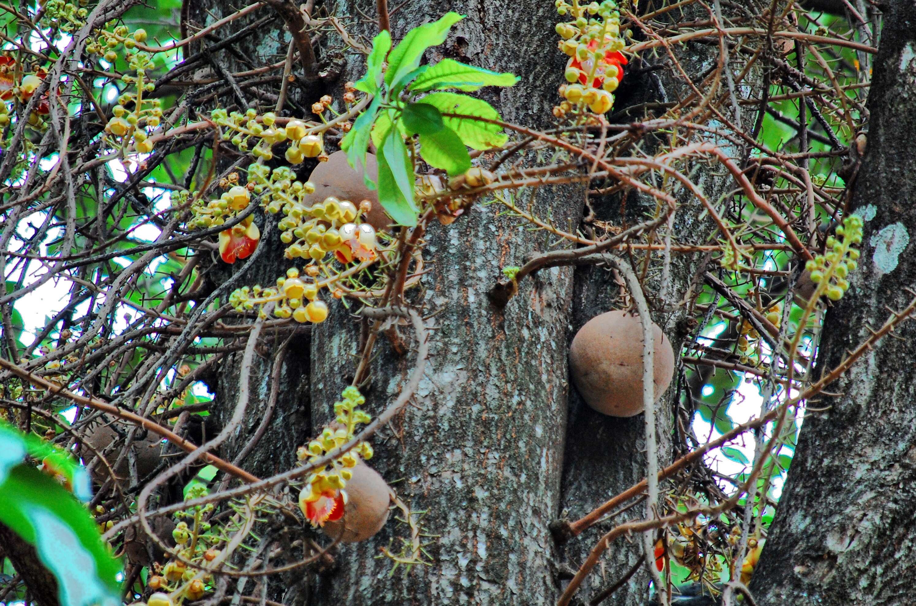 Image of Cannonball Tree