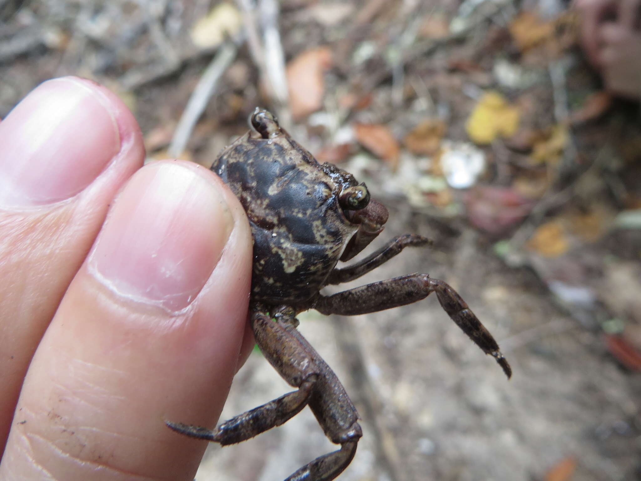 Image of humic marsh crab