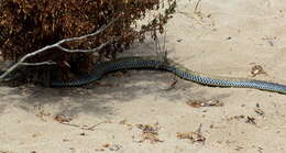 Image of Montpellier Snake