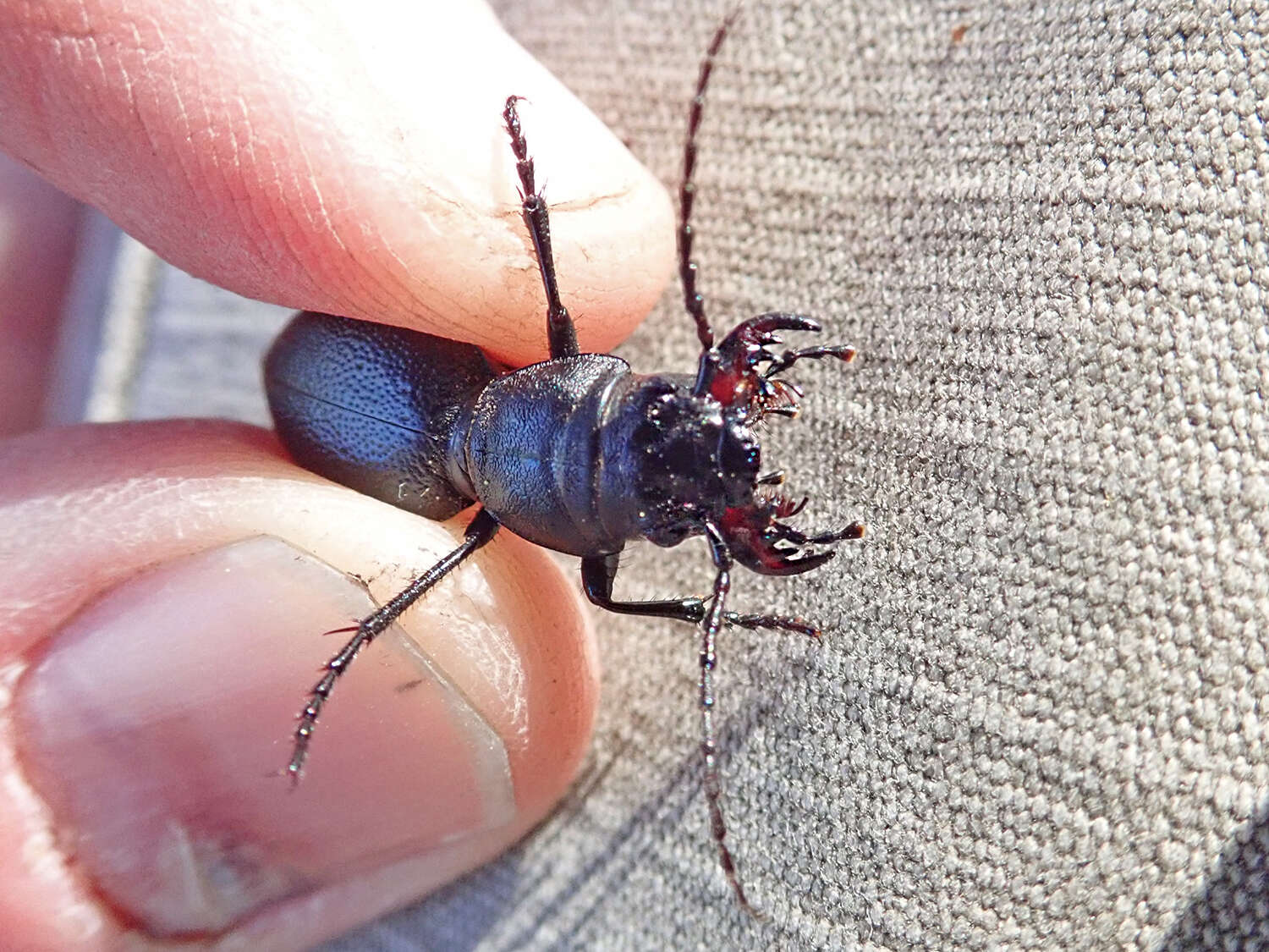 Image of Omus californicus Eschscholtz 1829