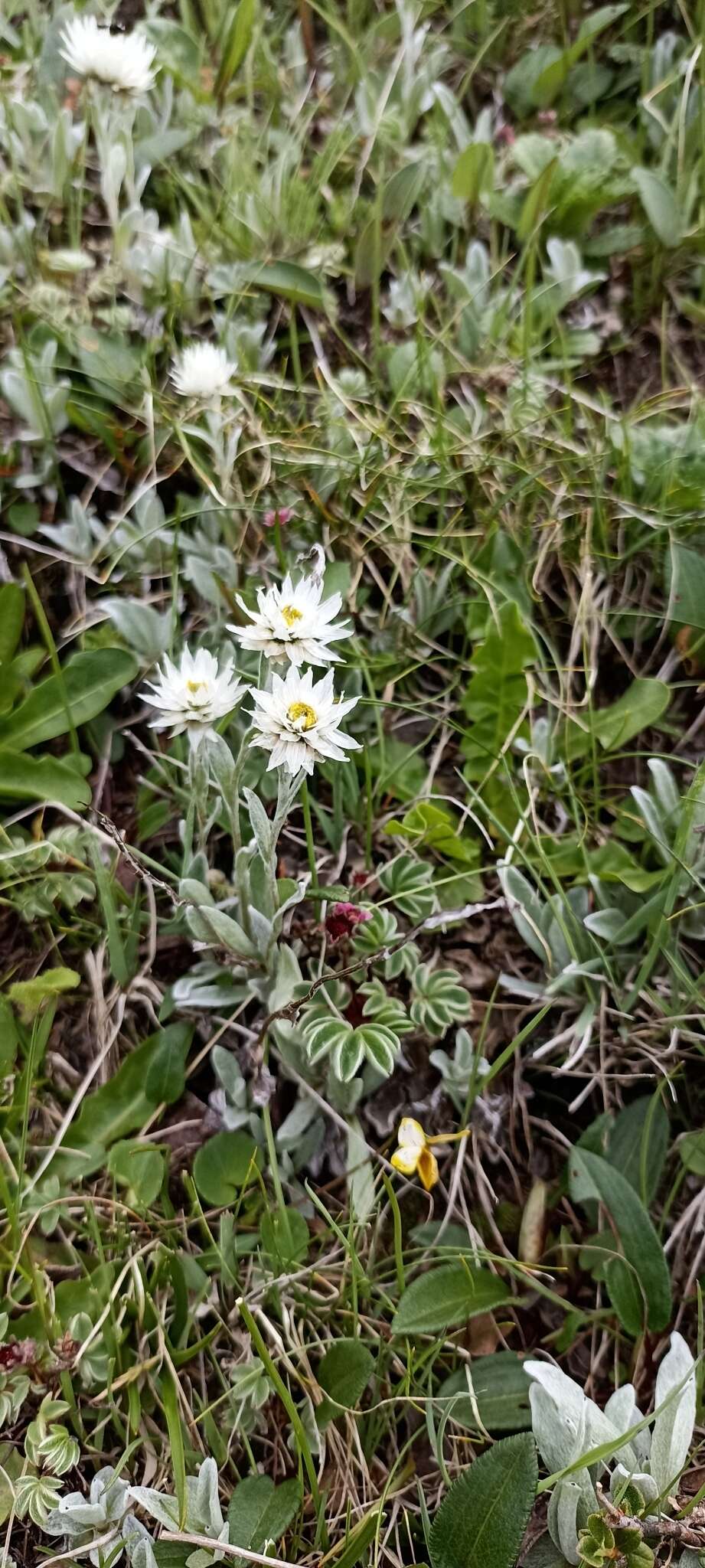 Anaphalis nepalensis var. monocephala (DC.) Hand.-Mazz.的圖片