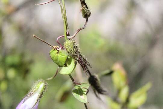 Image of Mexican viper