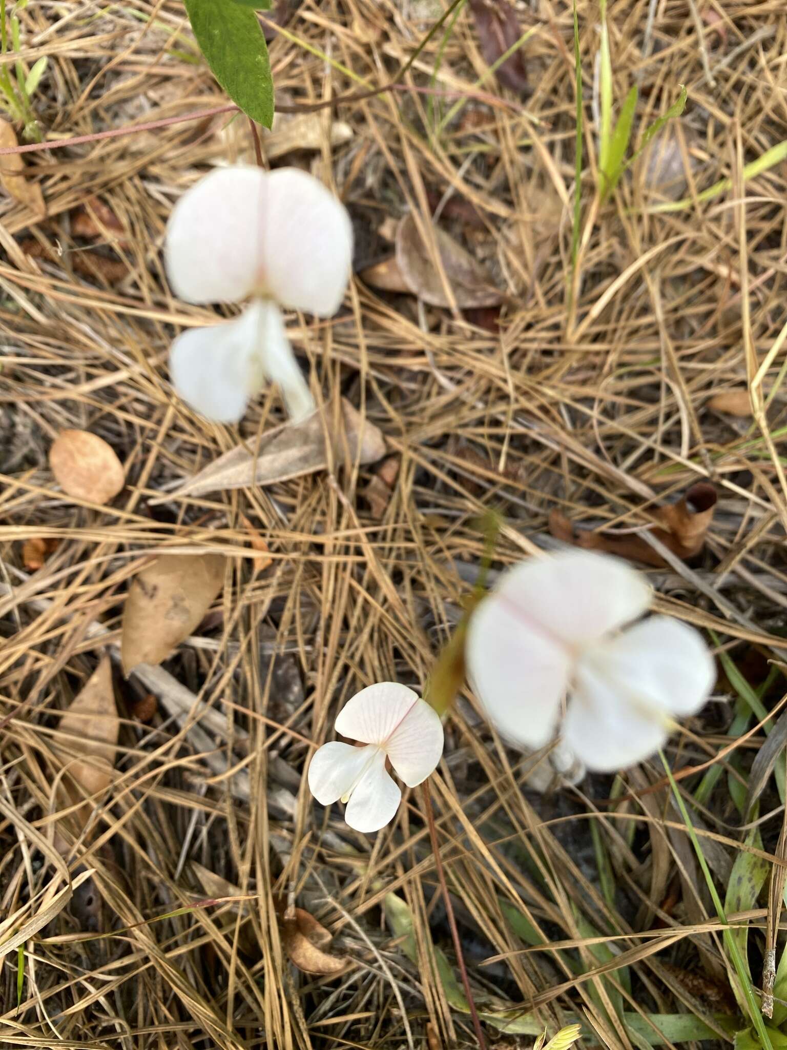 Tephrosia florida (F. Dietr.) C. E. Wood resmi