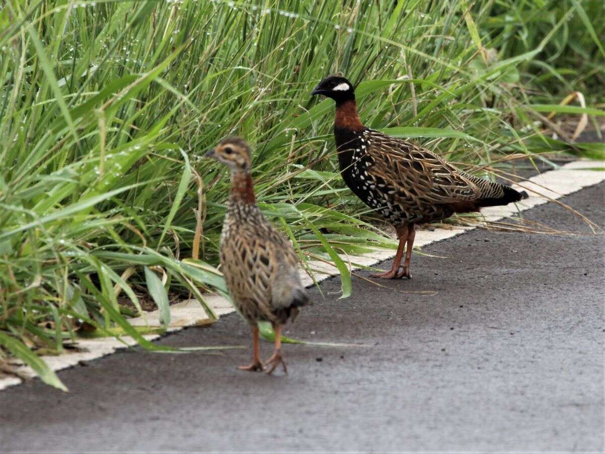 黑鷓鴣的圖片