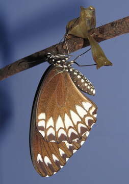 Image of Malabar Raven