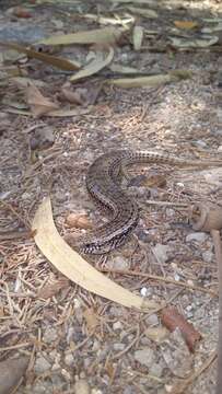 Image of Chalcides ocellatus tiligugu (Gmelin 1789)