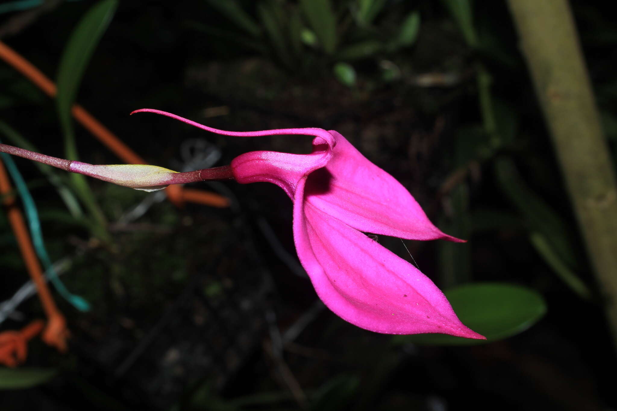 Image de Masdevallia coccinea Linden ex Lindl.