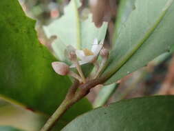 صورة Ardisia cornudentata Mez