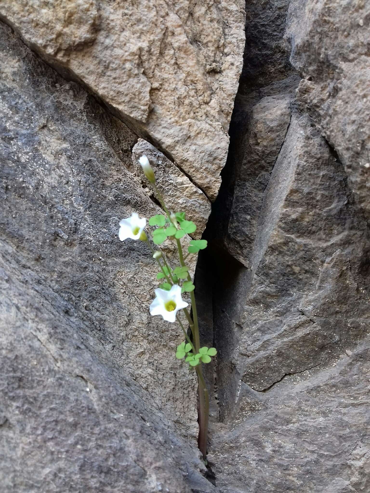 Sivun Oxalis campylorhiza Salter kuva