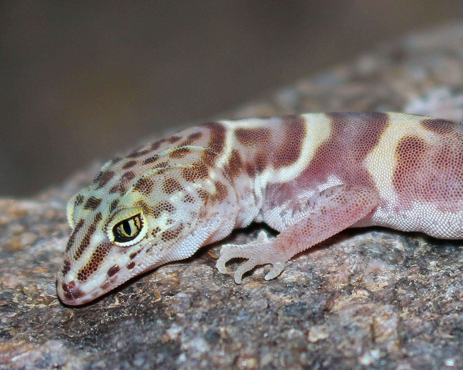 Image of Western Banded Gecko