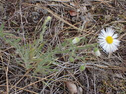 Image de Erigeron pumilus Nutt.