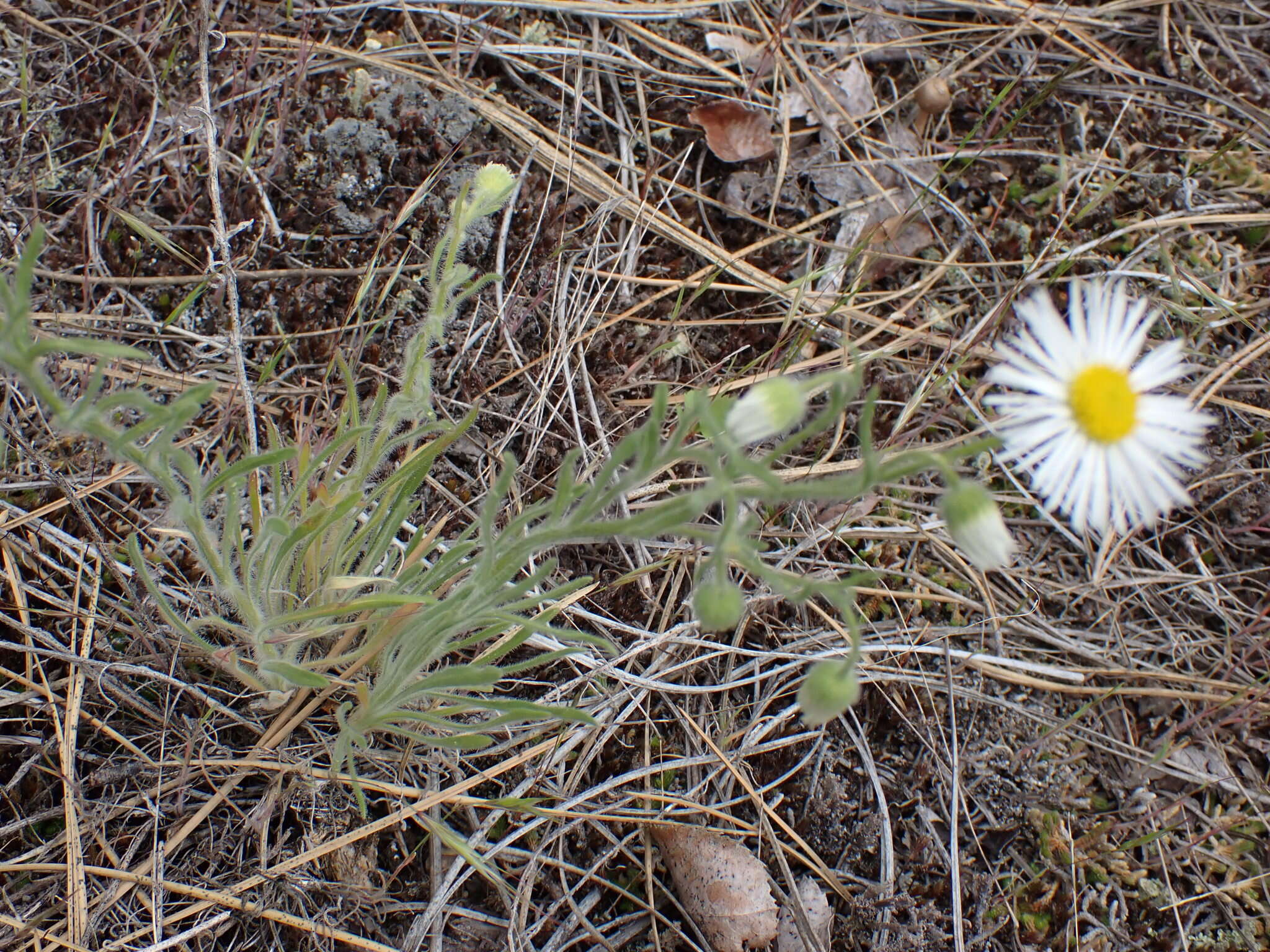 Image de Erigeron pumilus Nutt.