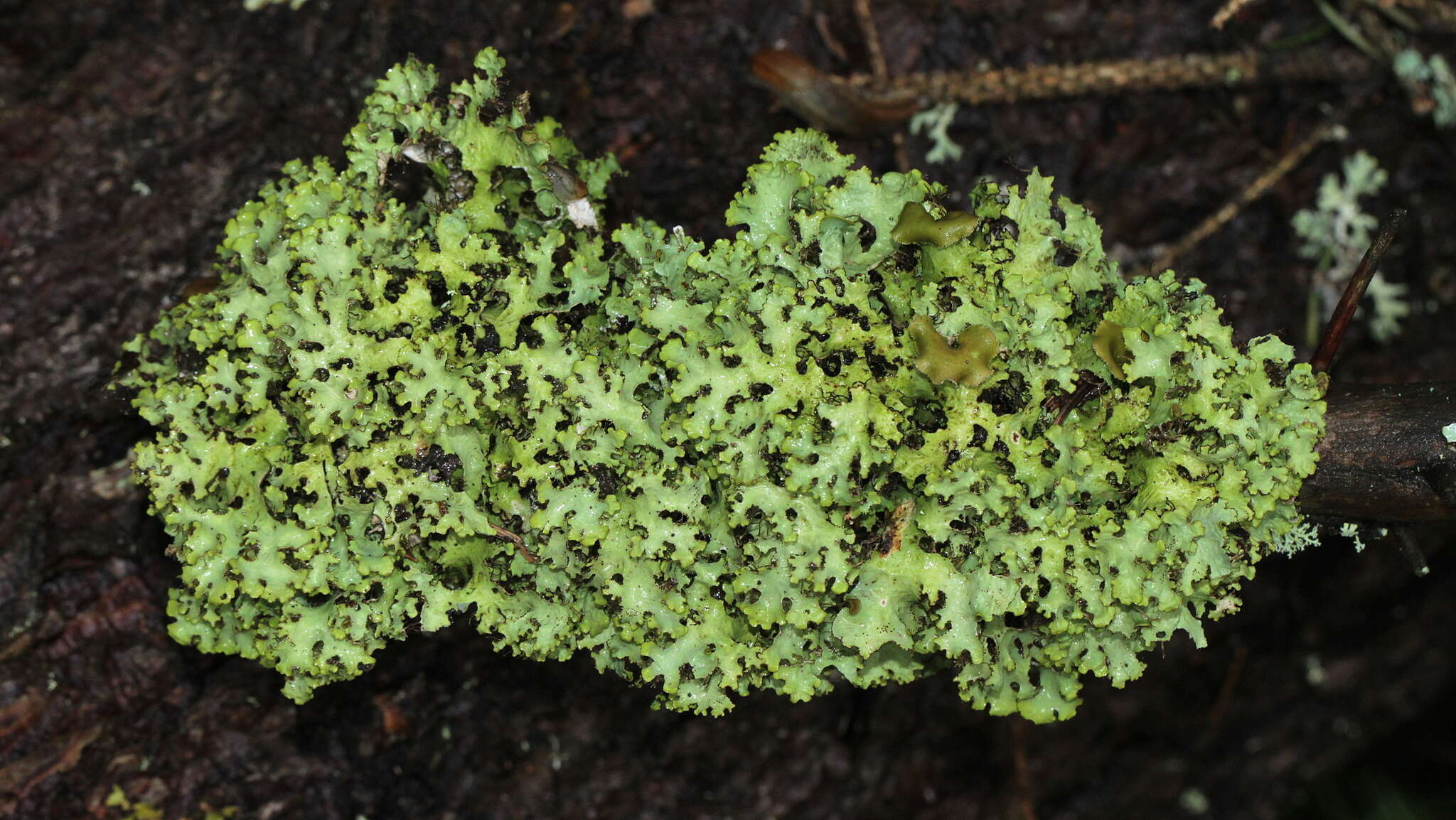 Image of Tuckermanopsis ciliaris