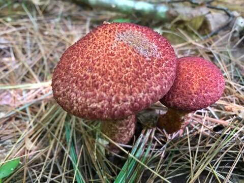 Image of Clinton’s boletus