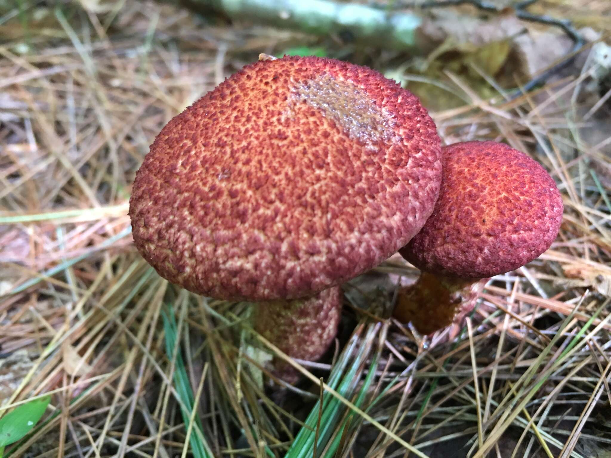 Image of Clinton’s boletus