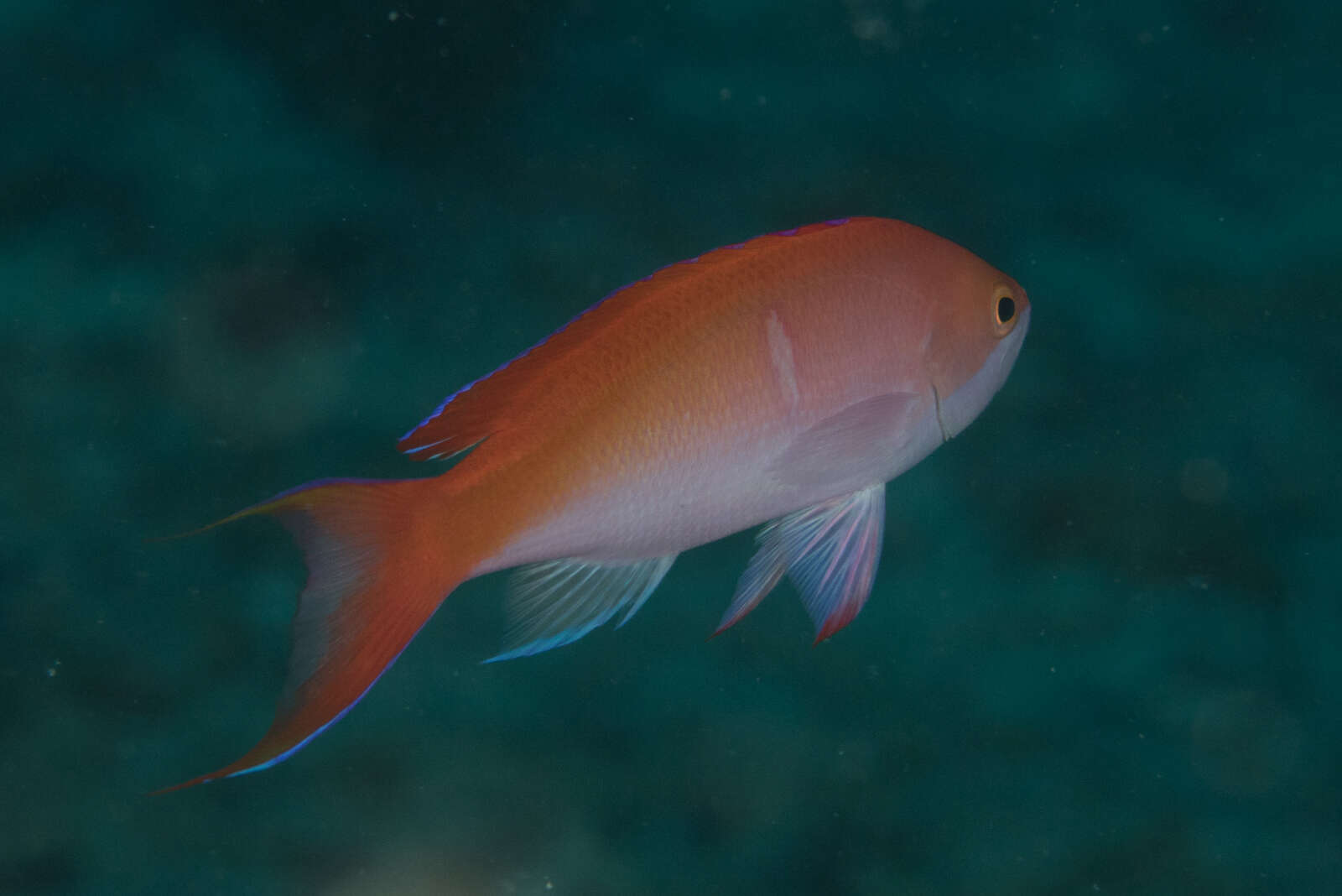 Image of Red-bar anthias