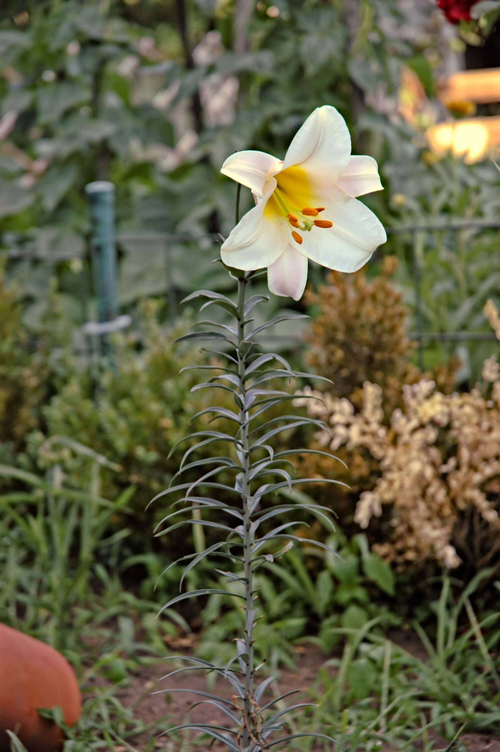 Imagem de Lilium regale E. H. Wilson