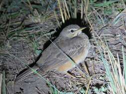 Image of Plain-backed Pipit