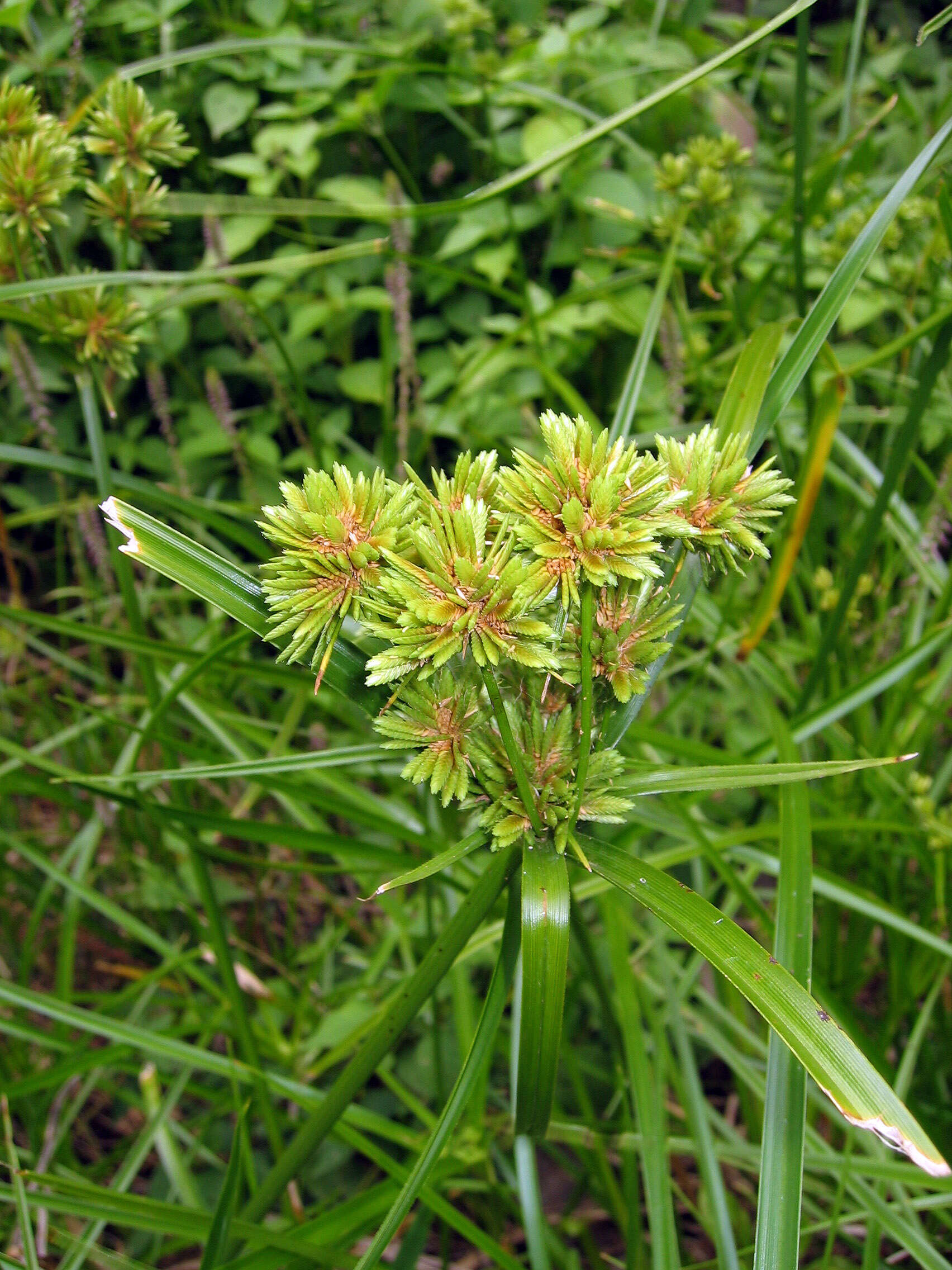 Слика од Cyperus eragrostis Lam.