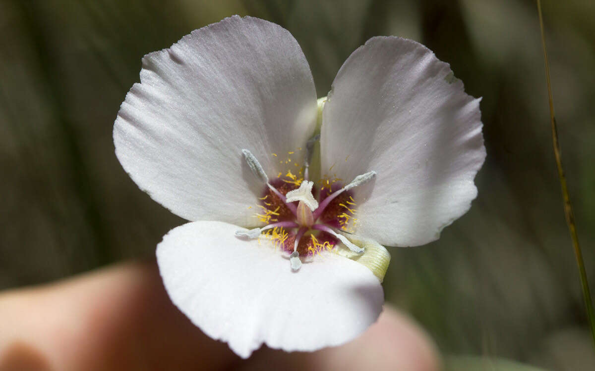 صورة Calochortus palmeri S. Watson