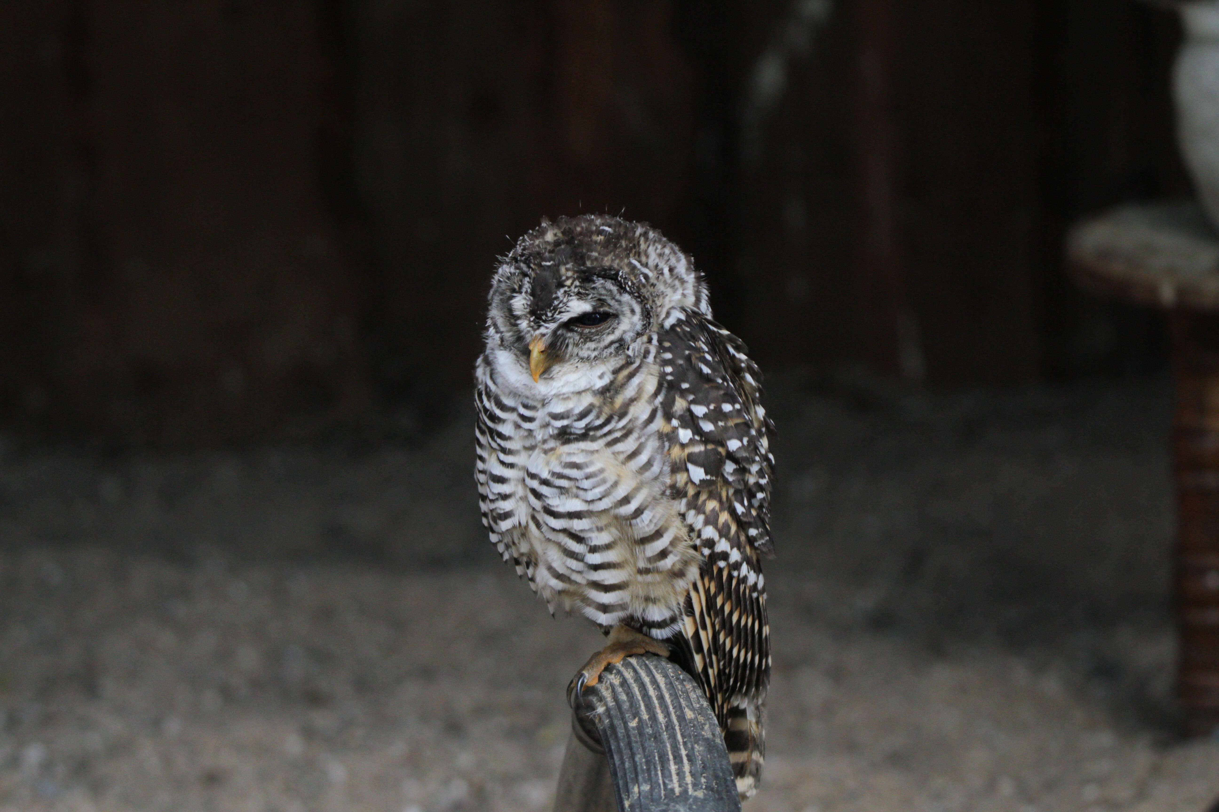 Image of Chaco Owl