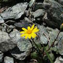 Image of Senecio serpentinicola Jeanm.