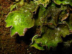 Image of British felt lichen