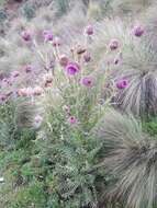 Image of Cirsium jorullense (Kunth) Spreng.