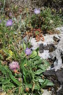 Image of Centaurea raphanina subsp. raphanina