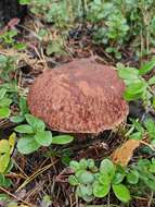 Image of Boletus pinophilus Pilát & Dermek 1973