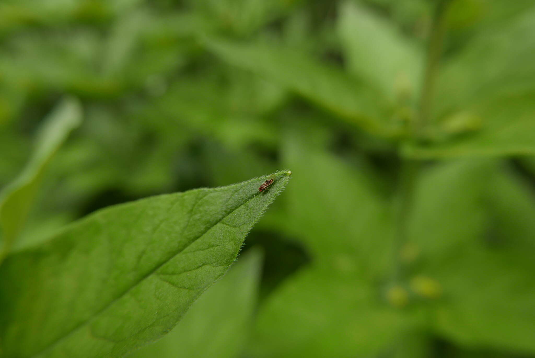 Image of Pear psylla