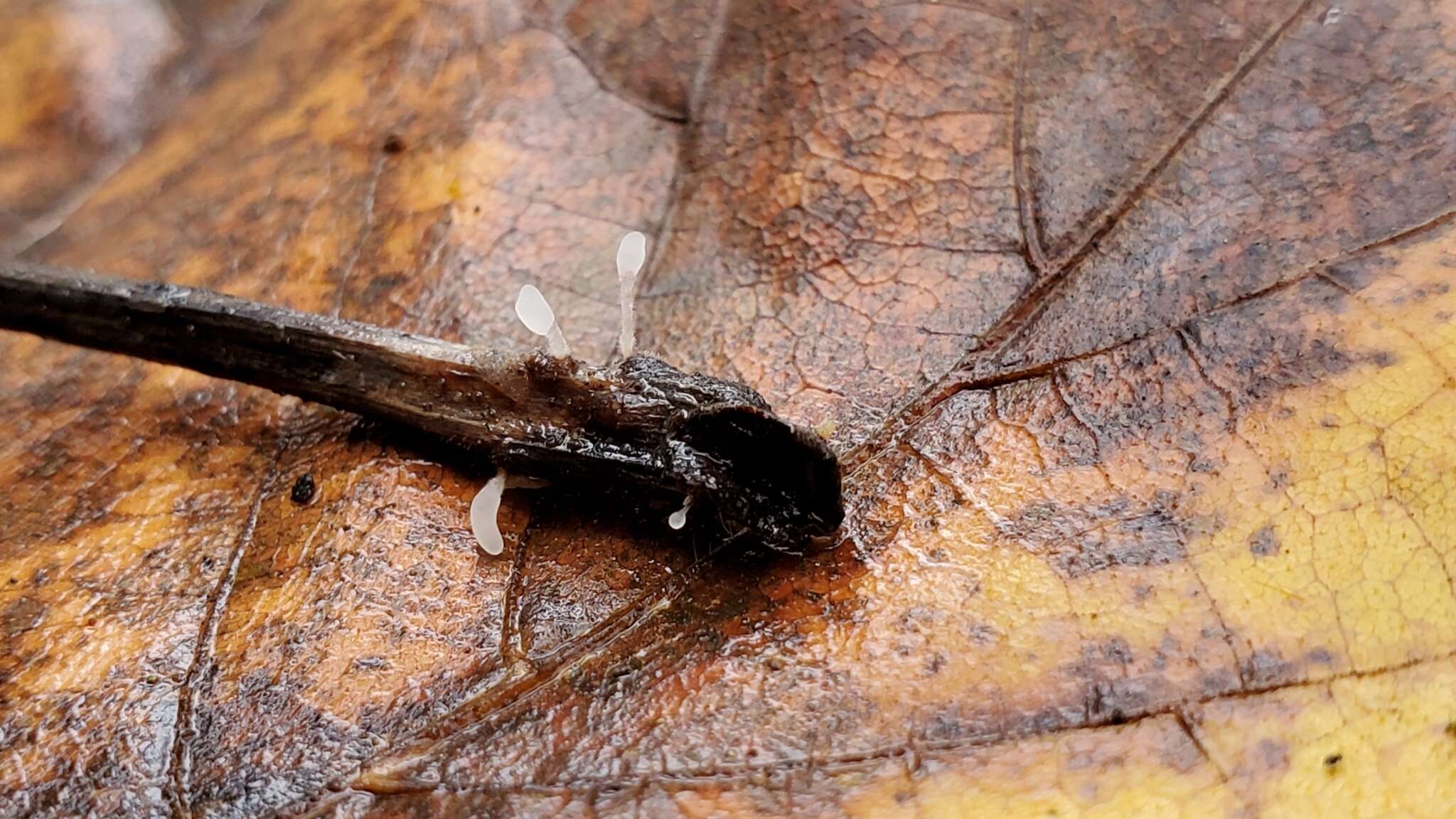 Image of Typhula setipes (Grev.) Berthier 1976