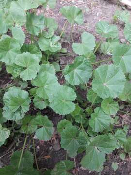 Image of low mallow