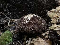 Imagem de Lycoperdon compactum G. Cunn. 1926