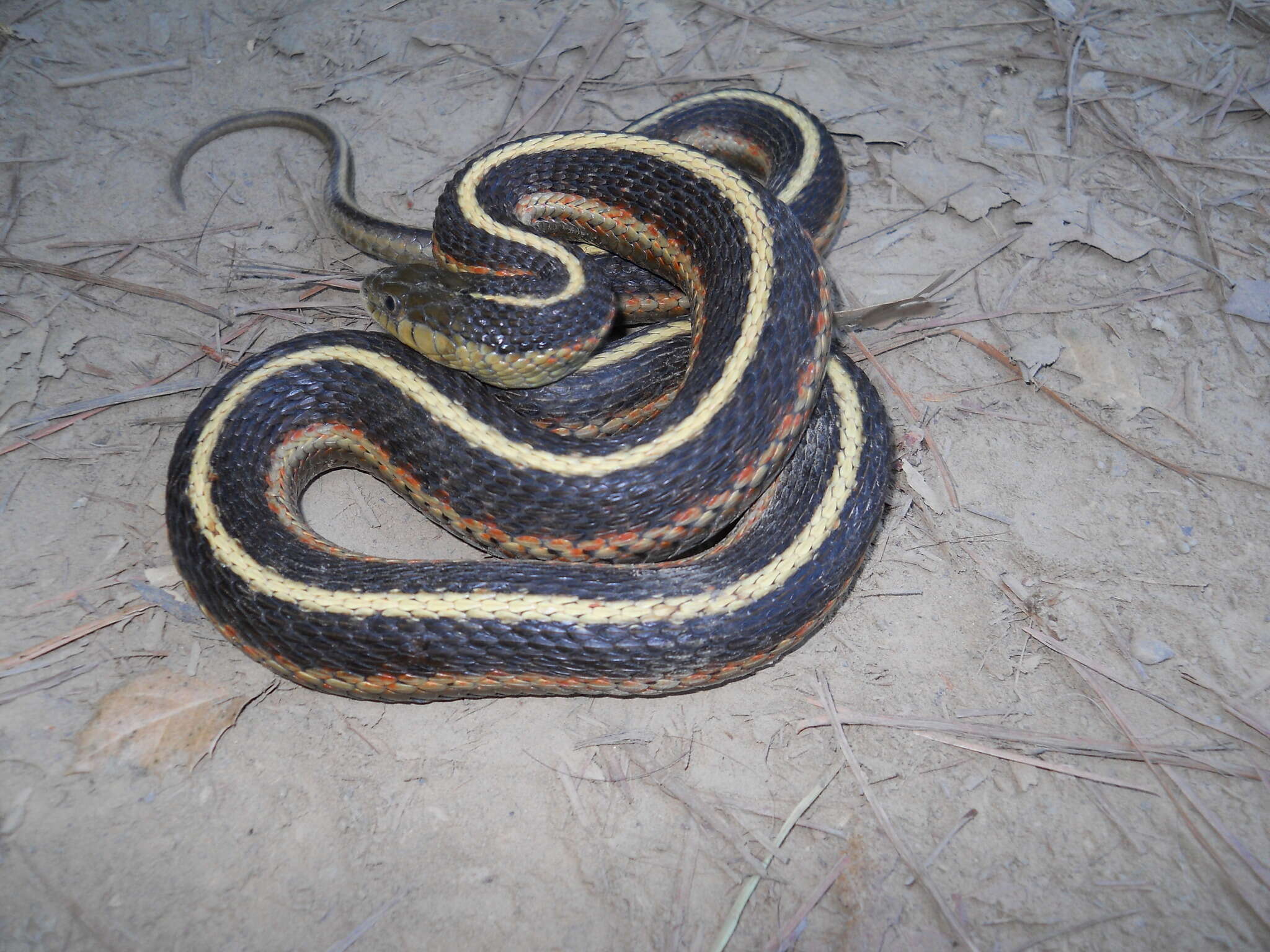 Image of Thamnophis elegans terrestris Fox 1951