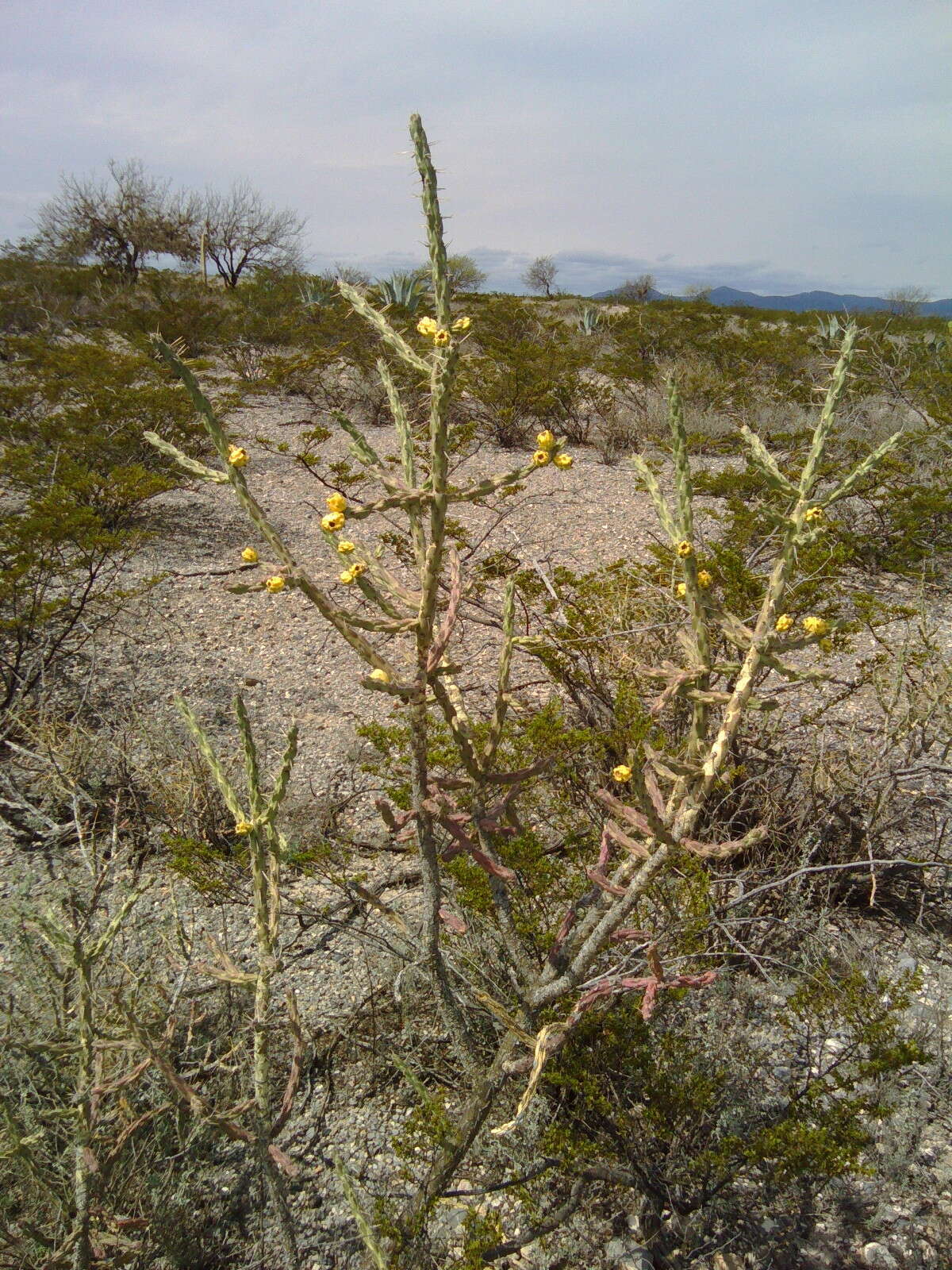 Image de Cylindropuntia kleiniae (DC.) F. M. Knuth