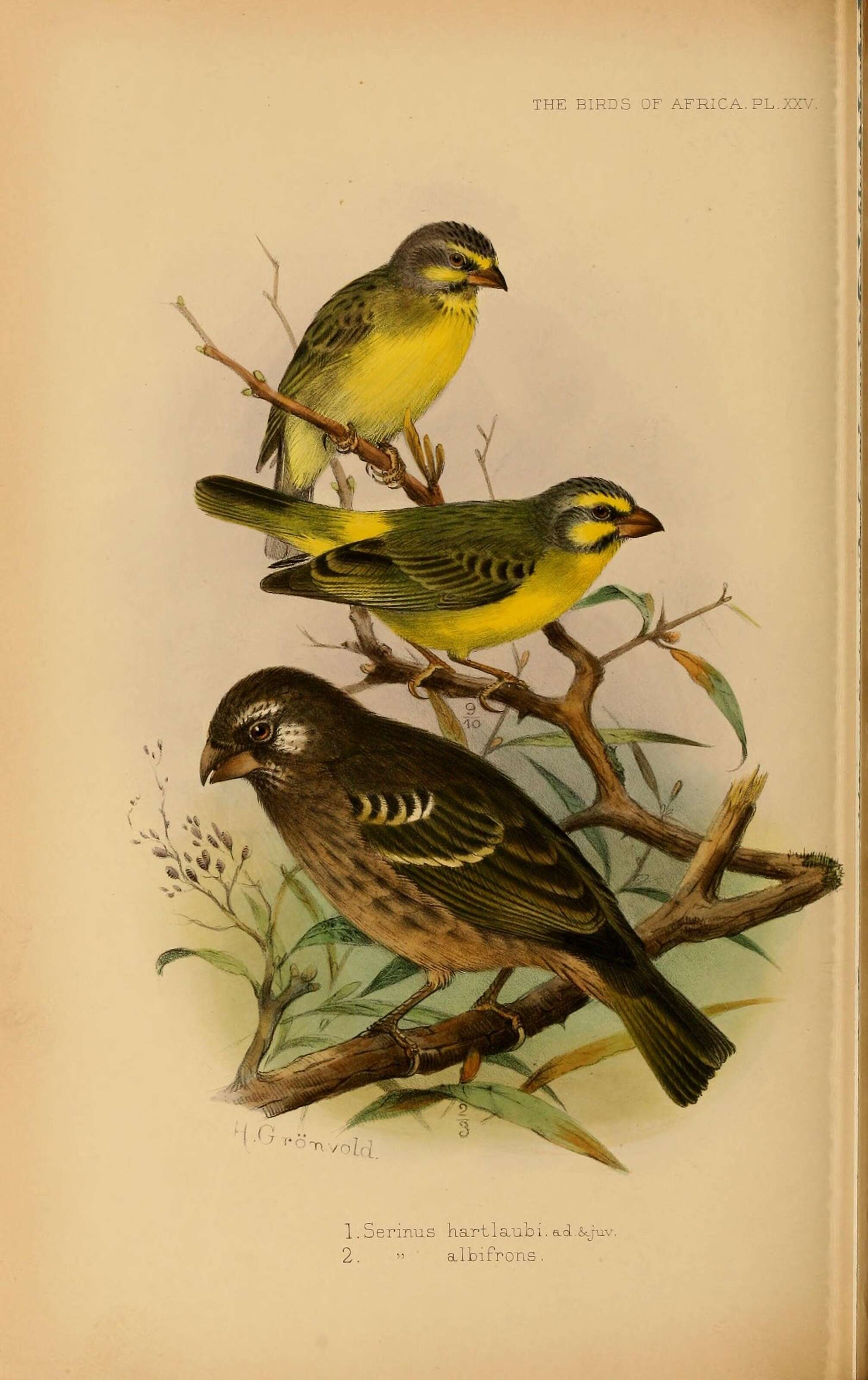 Image of Thick-billed Seedeater