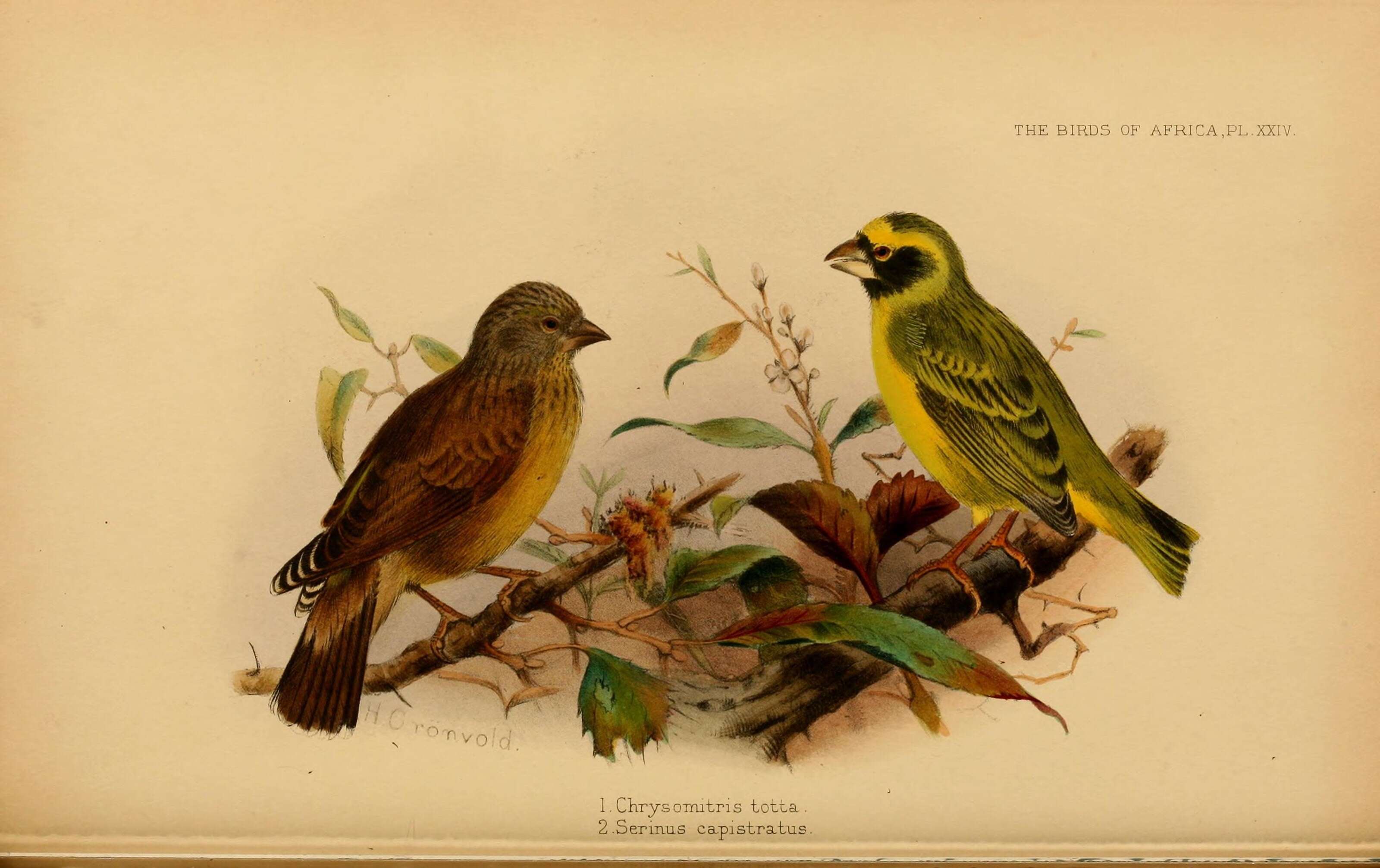 Image of Black-faced Canary