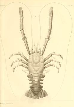 Image of Munidopsis