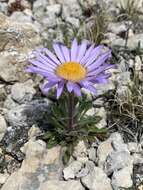 Image of Parry's Townsend daisy