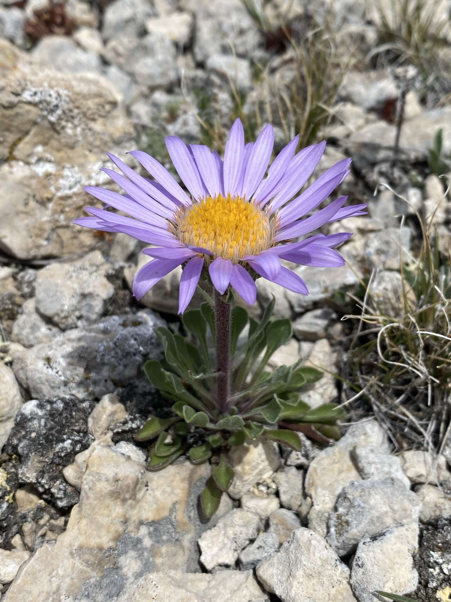 Image of Parry's Townsend daisy