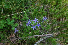 Image de Campanula wilkinsiana Greene