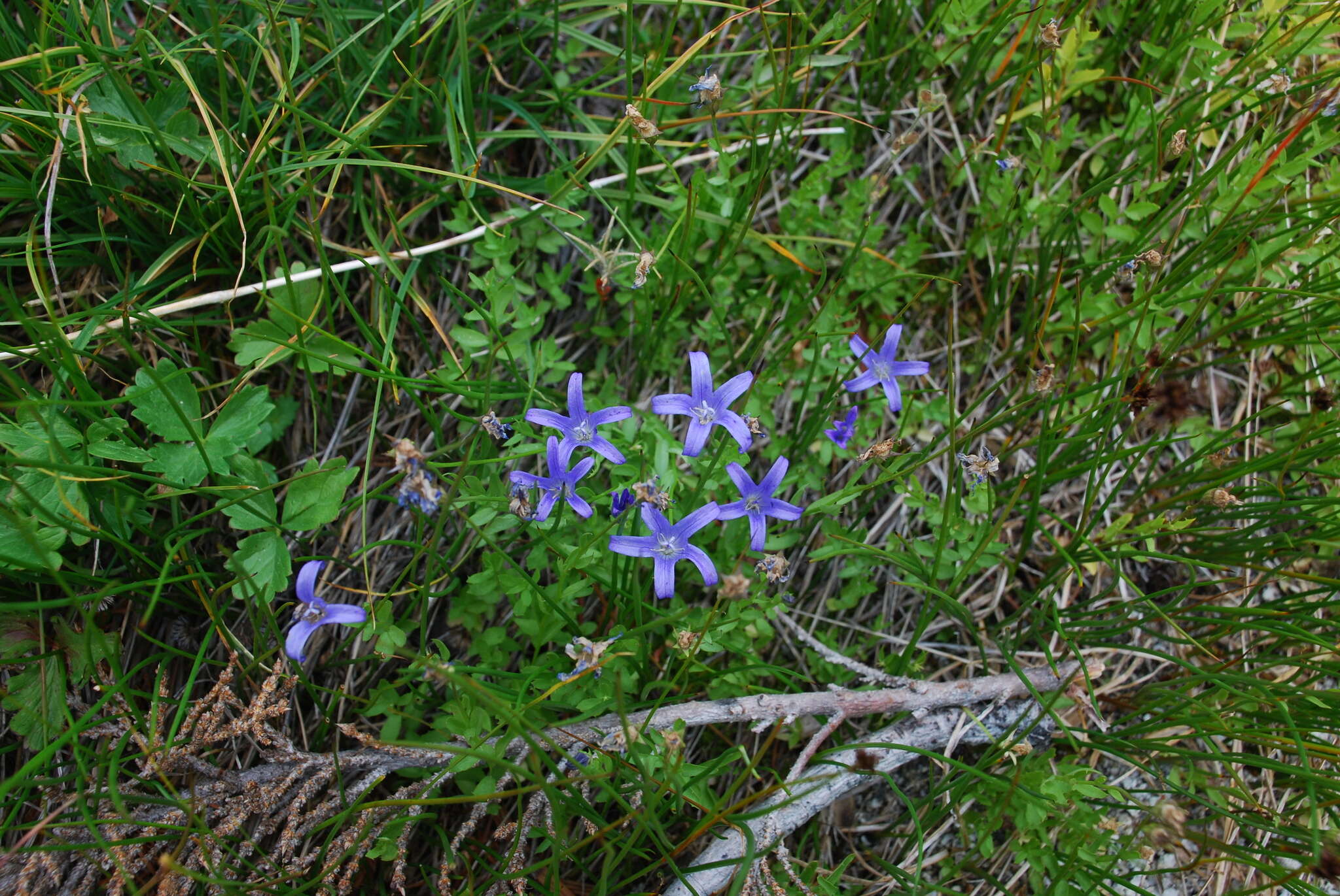 Image de Campanula wilkinsiana Greene