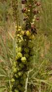 Image of Bulbine angustifolia Poelln.